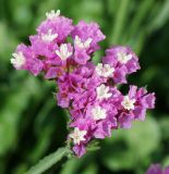 Limonium sinuatum