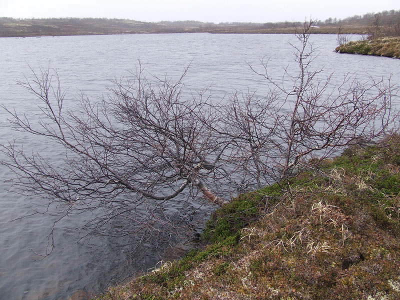 Image of Betula czerepanovii specimen.