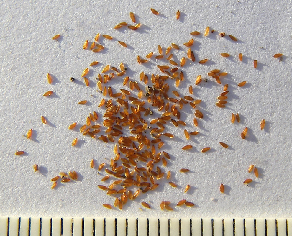 Image of Campanula mirabilis specimen.