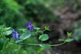 Vinca pubescens