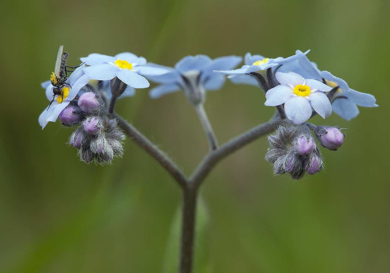 Image of Myosotis sylvatica specimen.