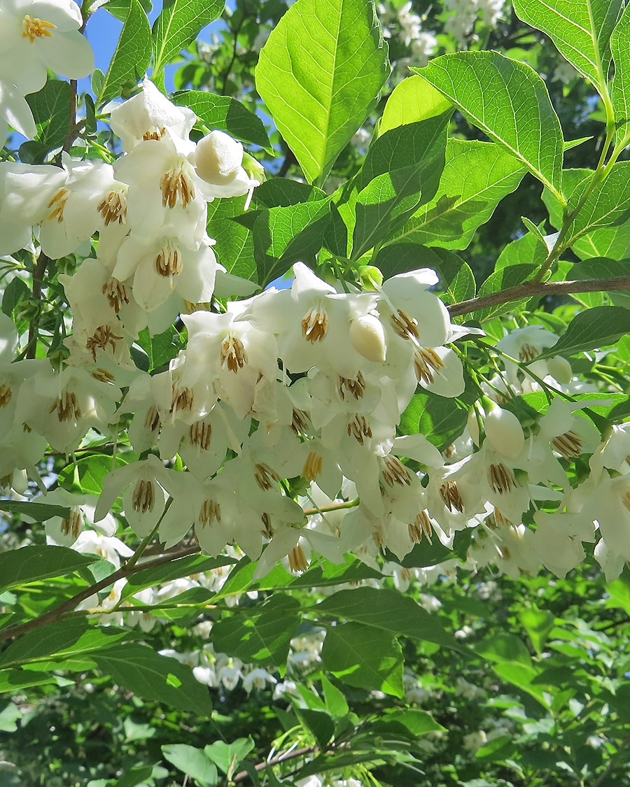 Image of Styrax japonicus specimen.