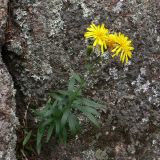 Hieracium umbellatum. Цветущее растение. Красноярский край, окр. г. Красноярск, заповедник \"Столбы\", расщелина в сиенитовом массиве Второго столба. 13.08.2018.