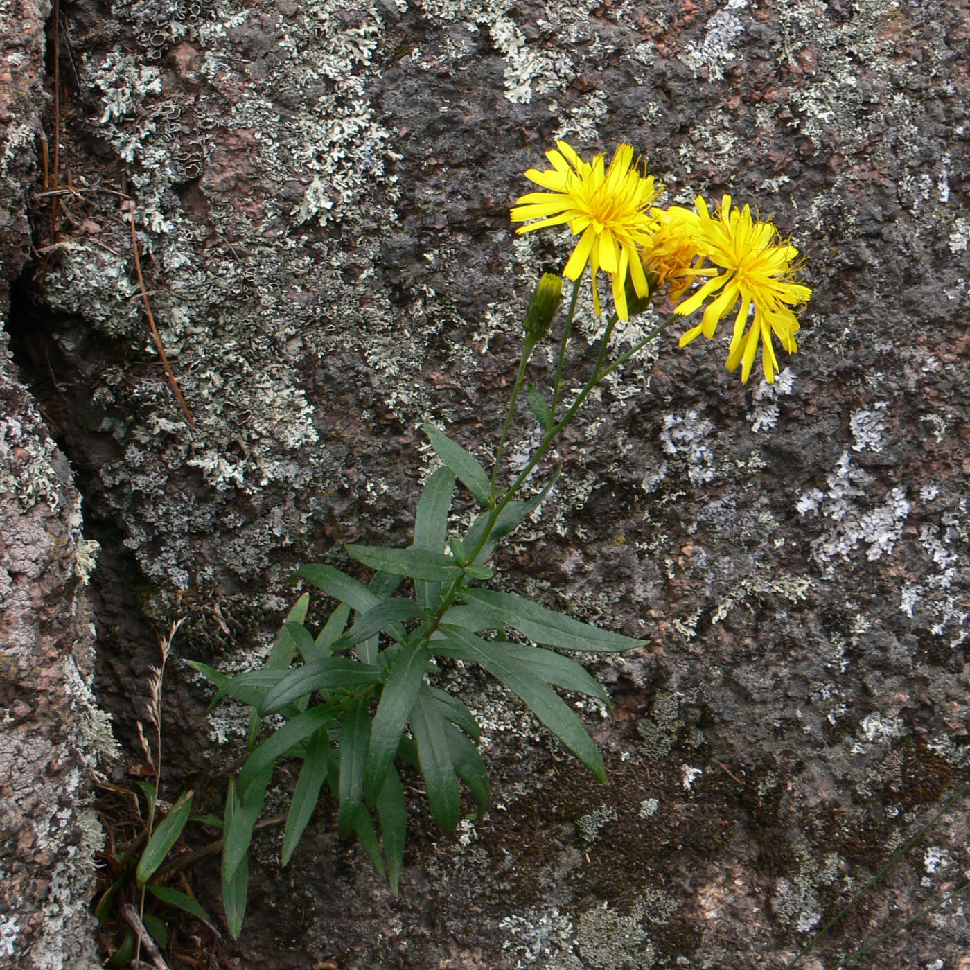 Изображение особи Hieracium umbellatum.