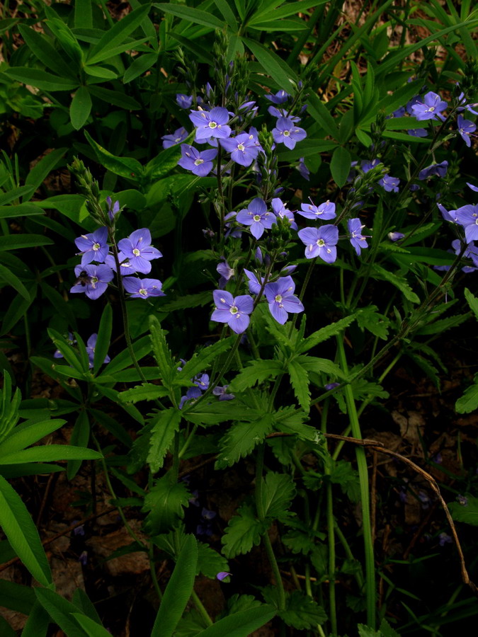 Image of Veronica krylovii specimen.