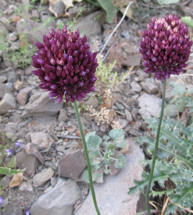 Image of Allium rotundum specimen.