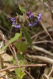 Pulmonaria mollis
