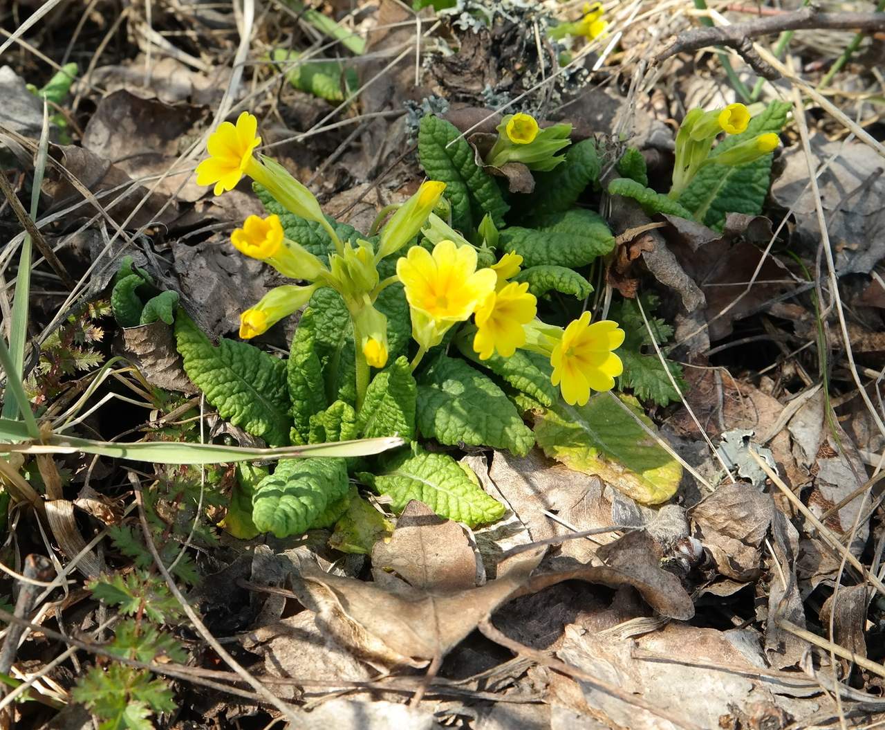 Image of genus Primula specimen.