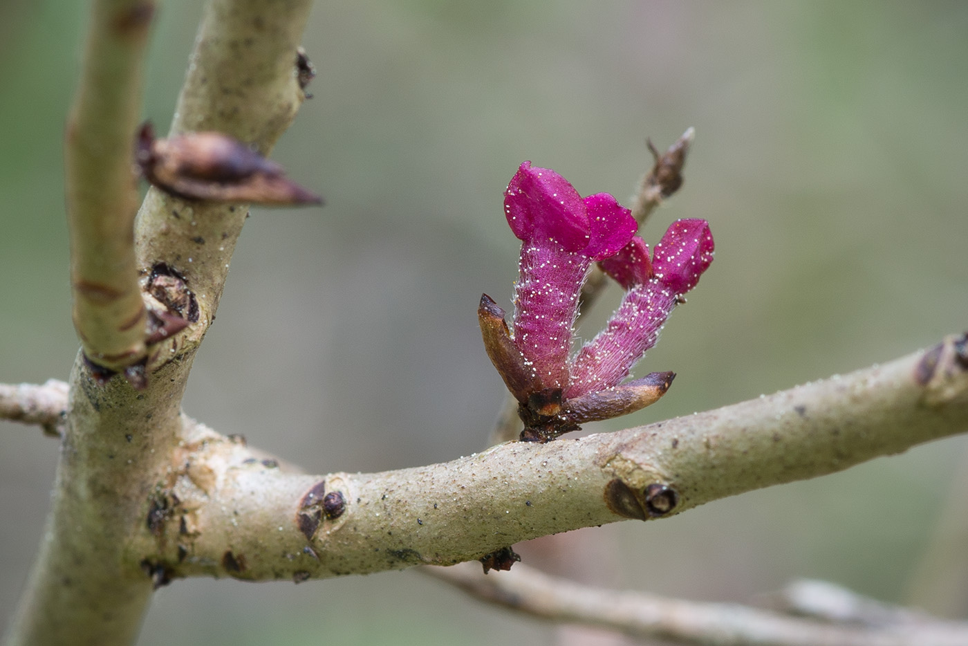 Image of Daphne mezereum specimen.