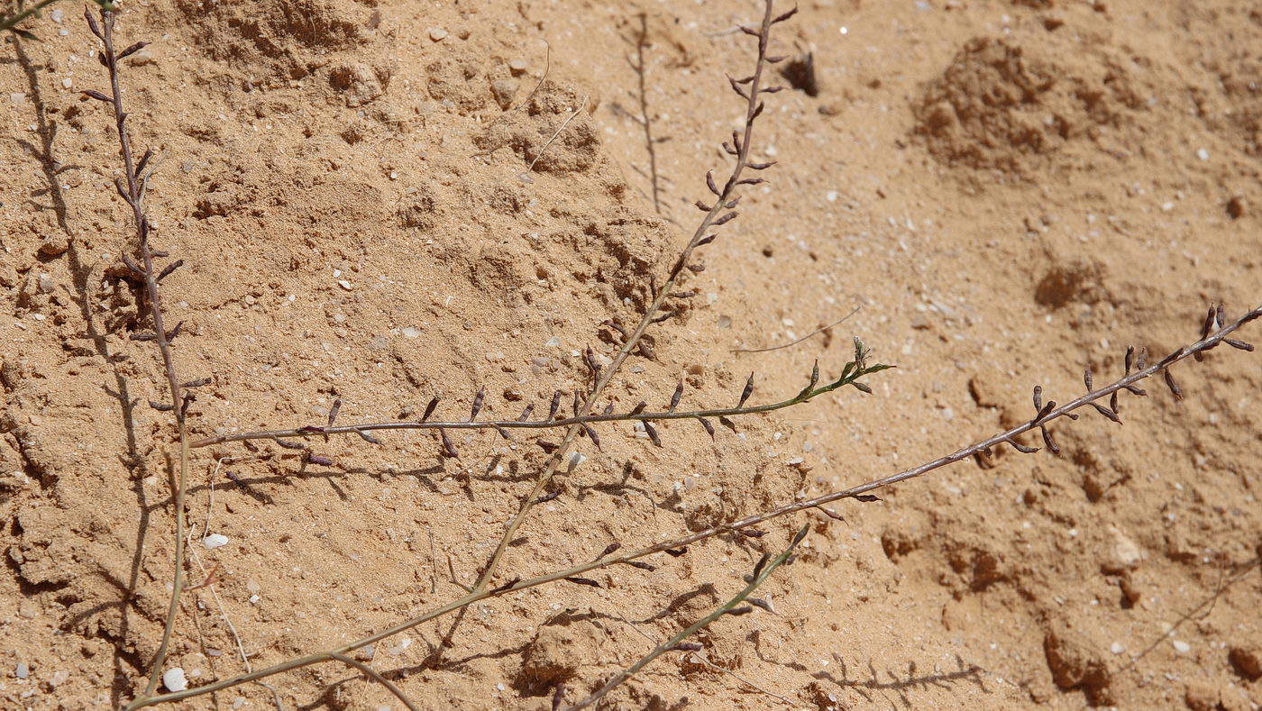 Image of Erucaria microcarpa specimen.