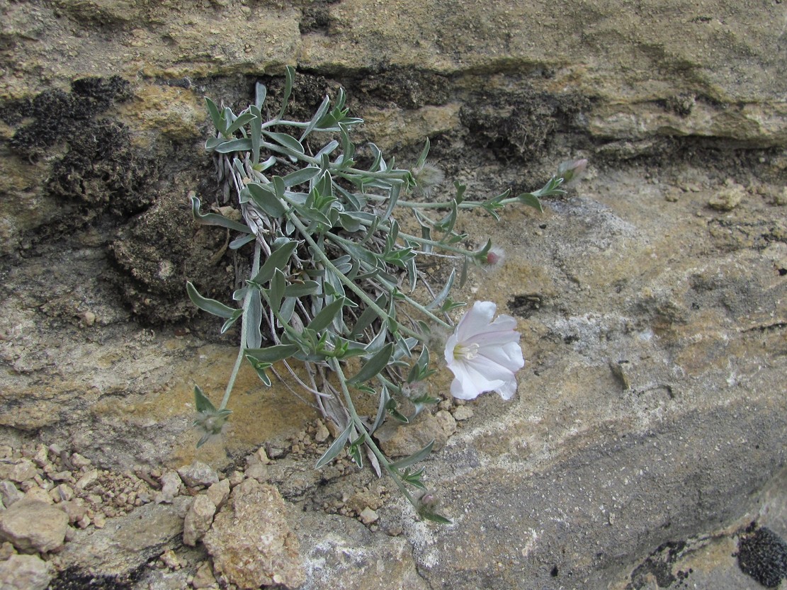 Image of Convolvulus ruprechtii specimen.