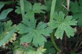 Geranium ferganense