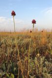 Allium regelianum. Цветущие растения. Крым, Керченский п-ов, окр. с. Бондаренково, степь. 25 июня 2019 г.