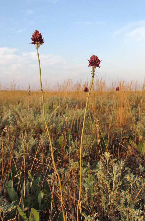 Image of Allium regelianum specimen.