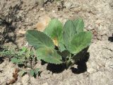 Eryngium planum. Вегетирующее растение. Кабардино-Балкария, Эльбрусский р-н, окр. с. Былым, ок. 1400 м н.у.м., склон горы. 03.07.2019.