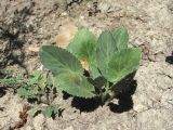 Eryngium planum