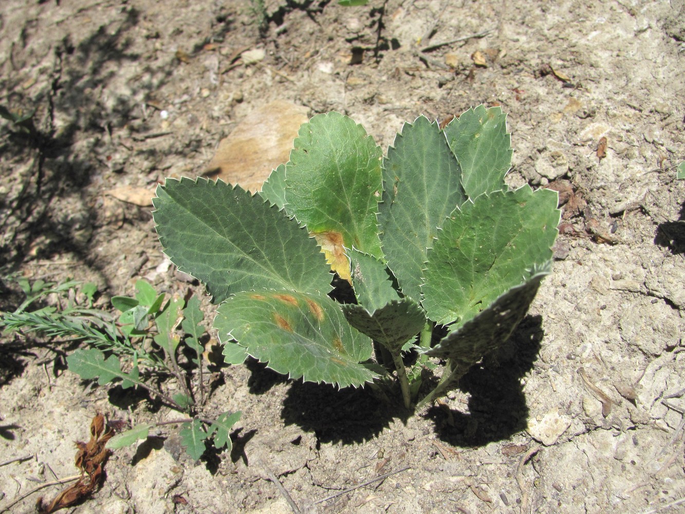 Изображение особи Eryngium planum.