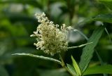 View full-size image Aconogonon weyrichii