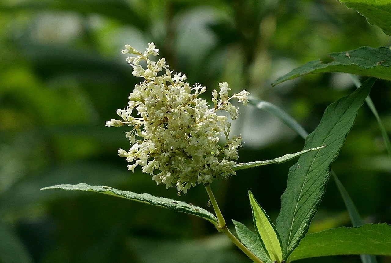 Изображение особи Aconogonon weyrichii.