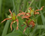 Hypericum ascyron