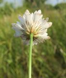 Cephalaria transsylvanica