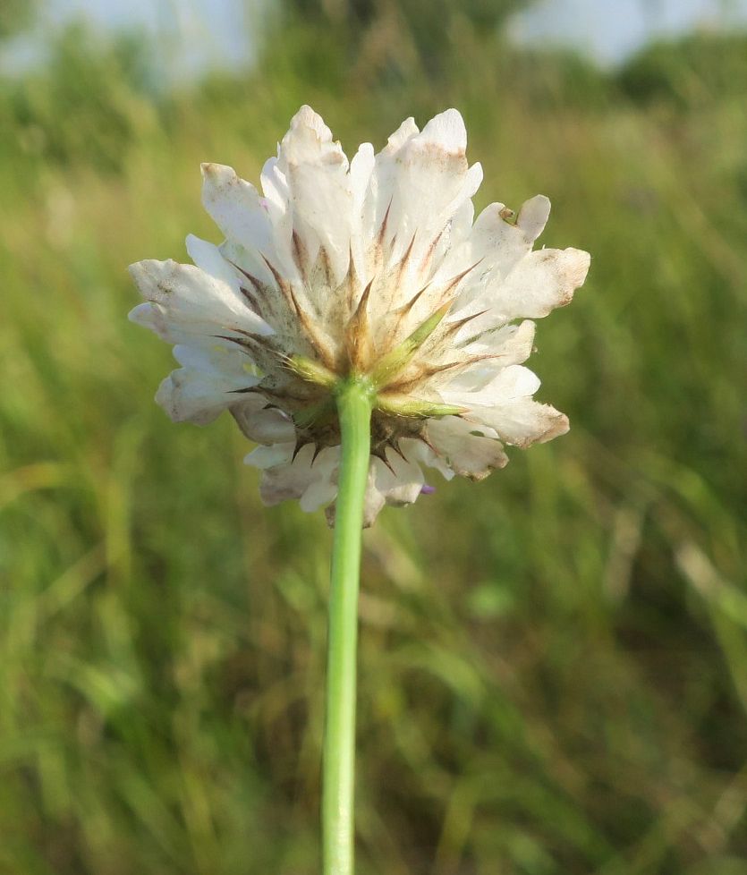 Изображение особи Cephalaria transsylvanica.