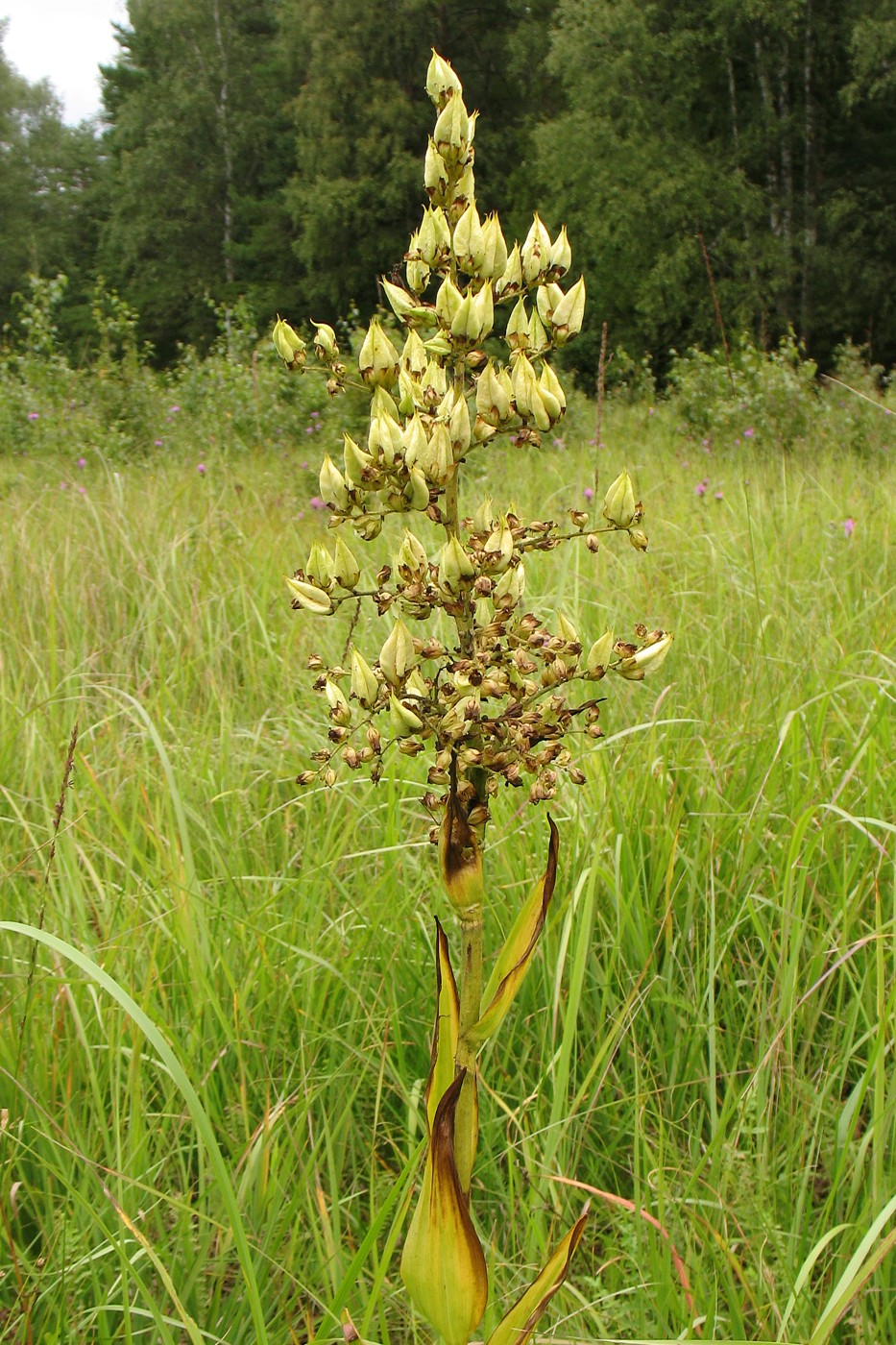 Image of Veratrum lobelianum specimen.