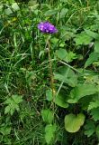 Campanula glomerata. Цветущее растение. Башкирия, Белорецкий р-н, гора Большой Иремель, ≈ 1200 м н.у.м., луг на опушке смешанного леса. 30.07.2019.