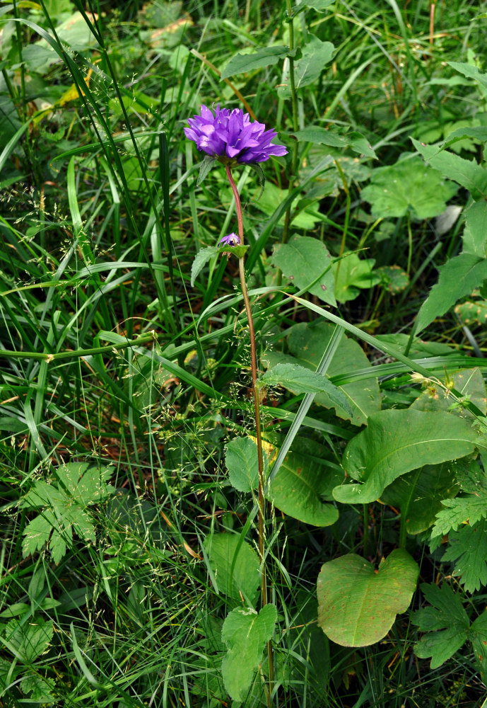 Изображение особи Campanula glomerata.