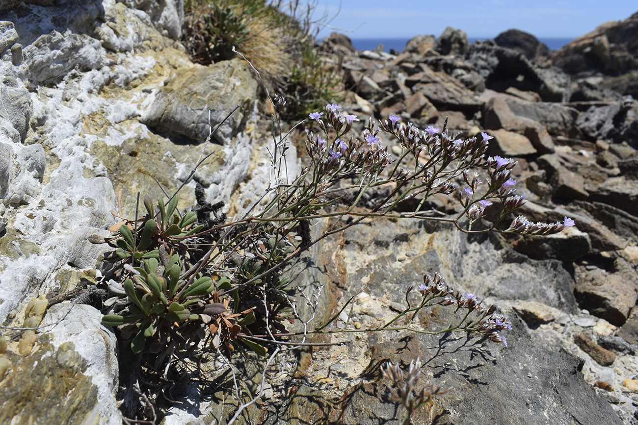 Изображение особи Limonium virgatum.