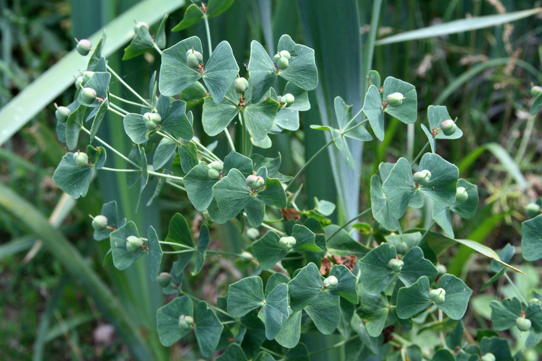 Image of Euphorbia sewerzowii specimen.
