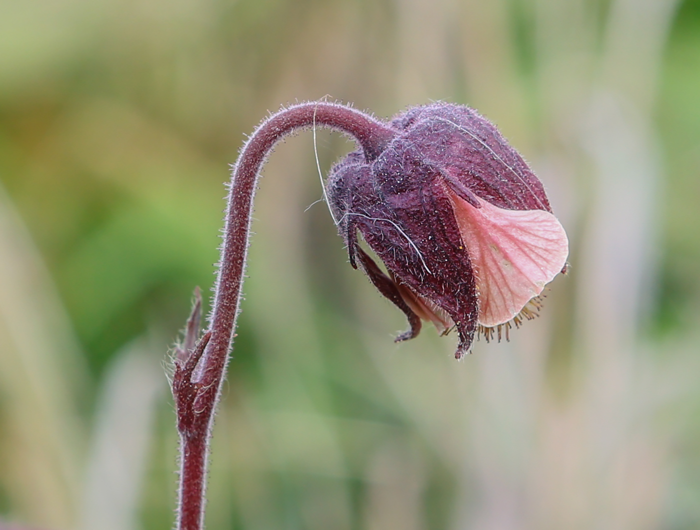 Image of Geum rivale specimen.