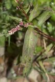 Persicaria lapathifolia