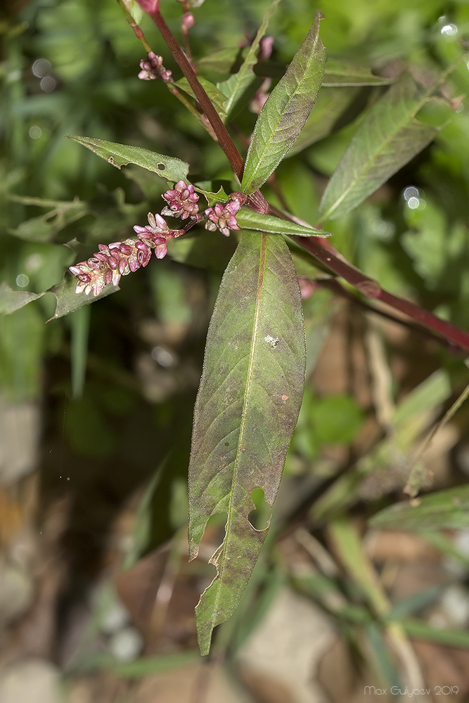 Image of Persicaria lapathifolia specimen.