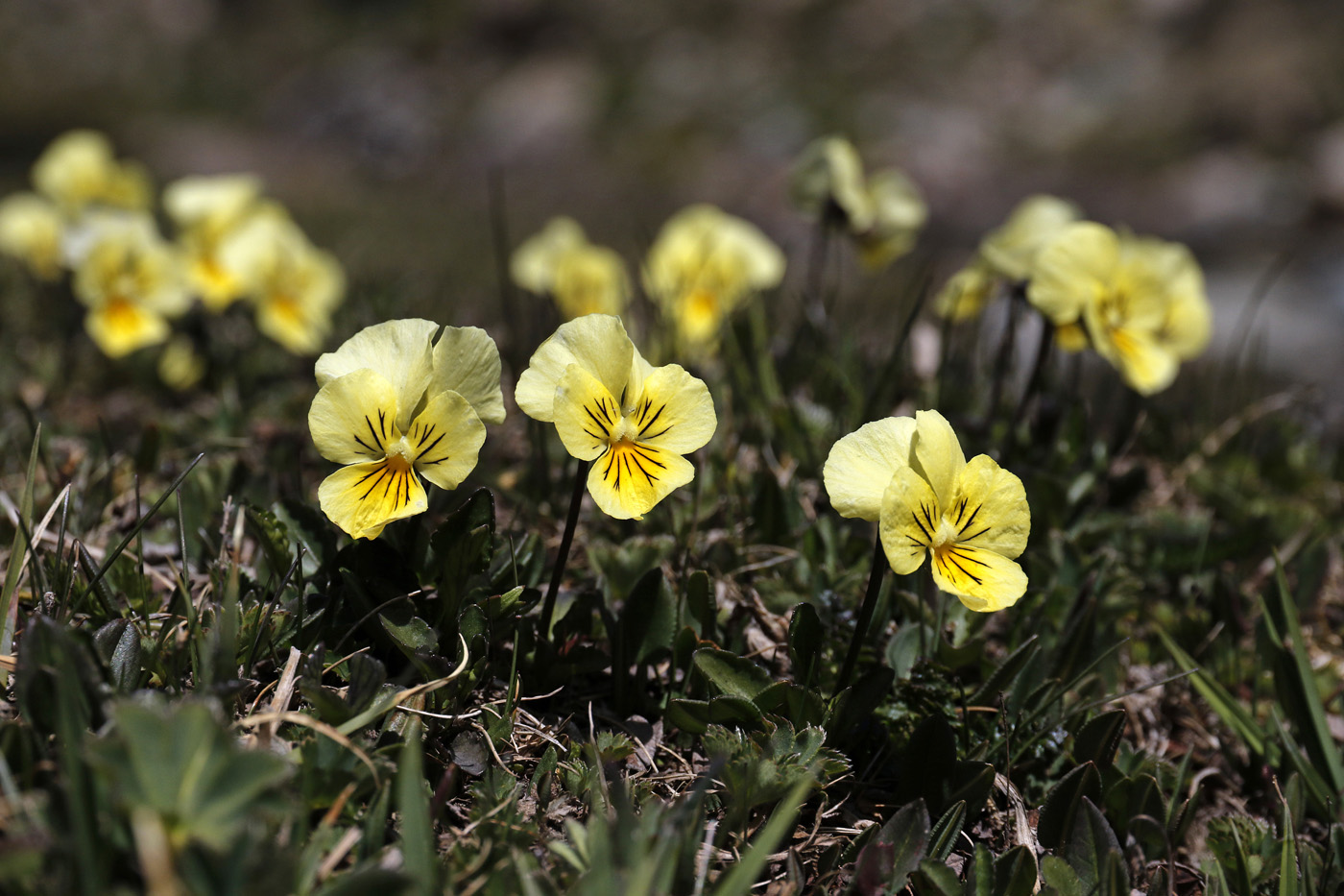 Image of Viola altaica specimen.