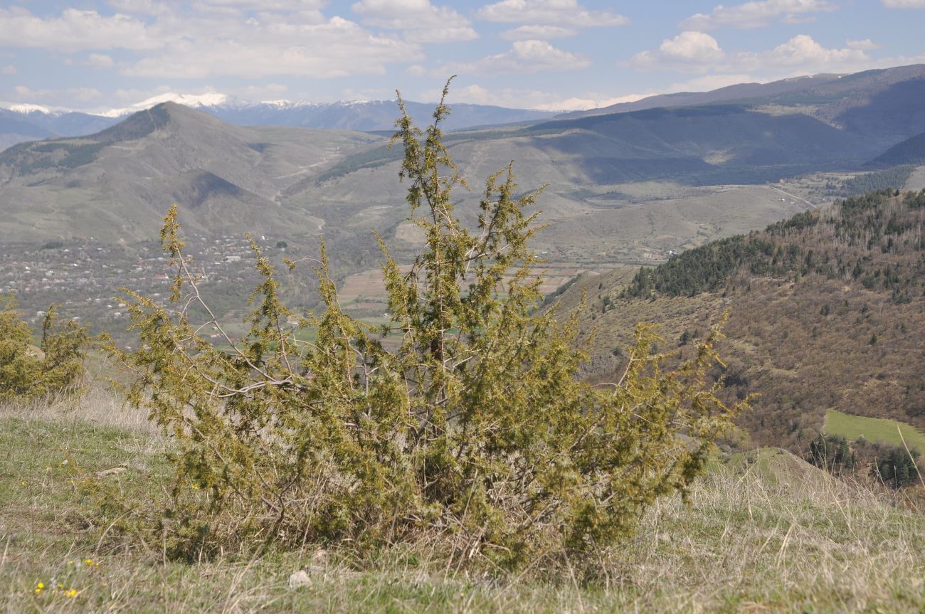 Image of Juniperus oblonga specimen.