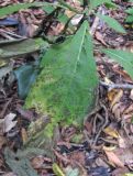Carpesium abrotanoides. Лист, поражённый ржавчинным грибом. Краснодарский край, Сочи, окр. мкр. Хоста, лес. 10.11.2019.