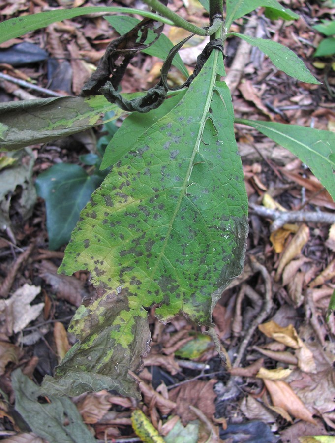 Изображение особи Carpesium abrotanoides.