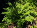 Athyrium filix-femina