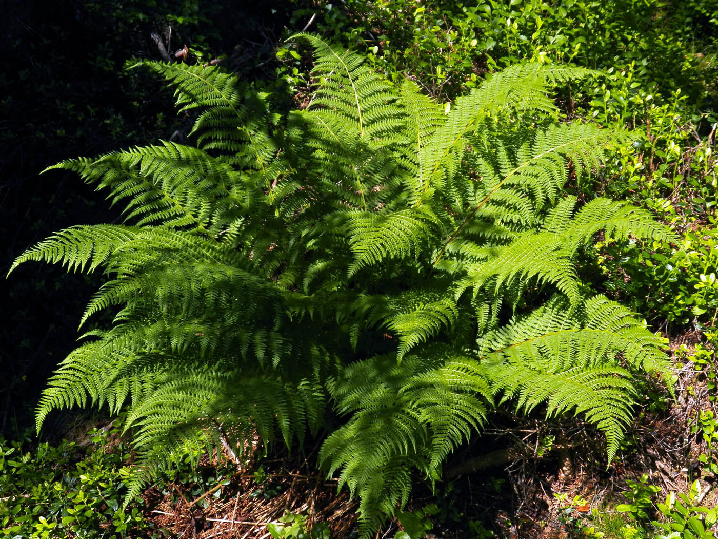 Image of Athyrium filix-femina specimen.