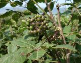 Eleutherococcus senticosus. Ветка с созревающим соплодием. Сахалинская обл., Невельский р-н, склон, подъём к водопаду Салют. 14.08.2019.