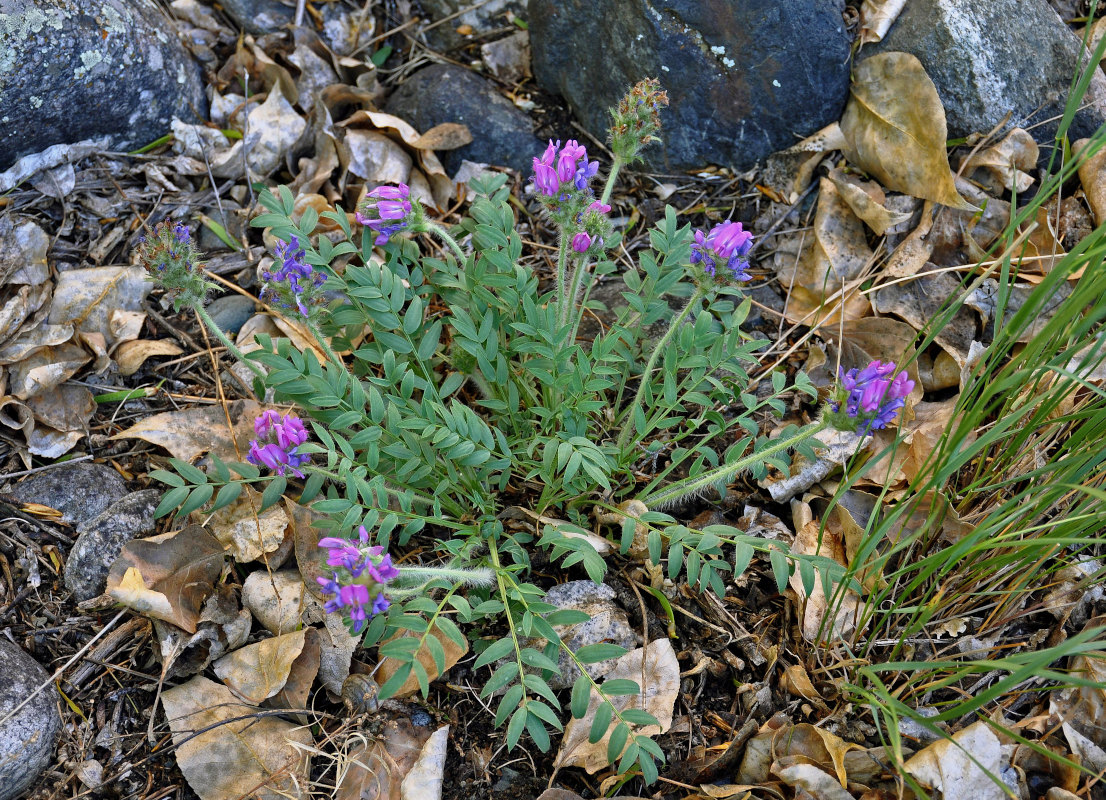 Image of Oxytropis strobilacea specimen.