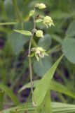 Epipactis papillosa