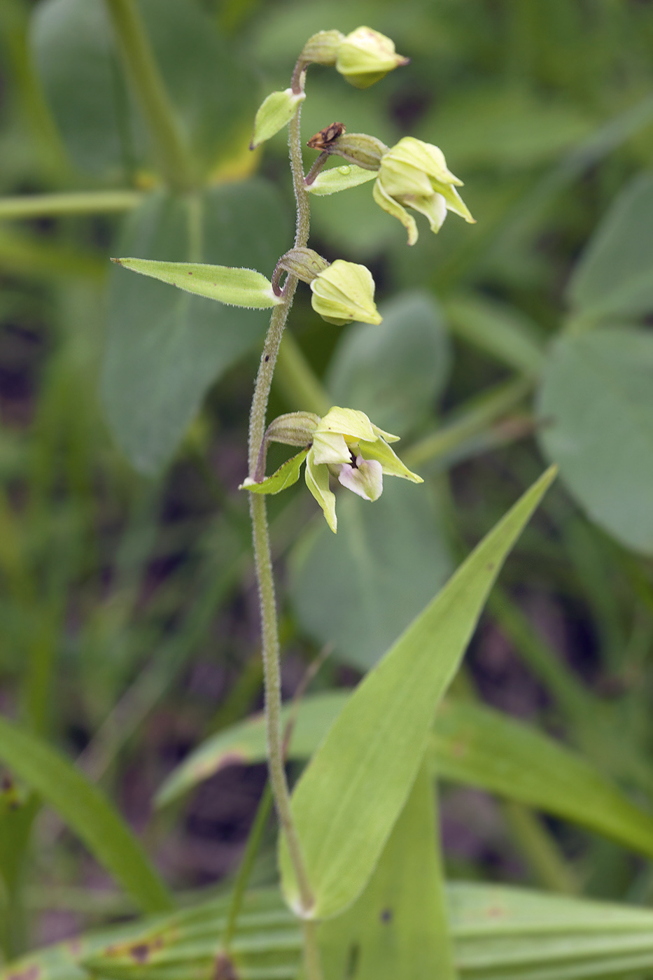 Изображение особи Epipactis papillosa.