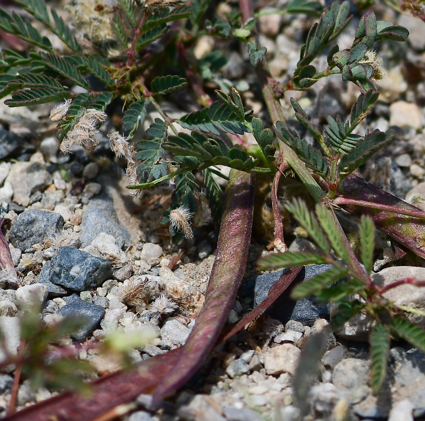 Image of Desmanthus virgatus specimen.