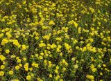 Inula britannica