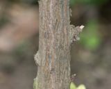 Erythroxylum coca