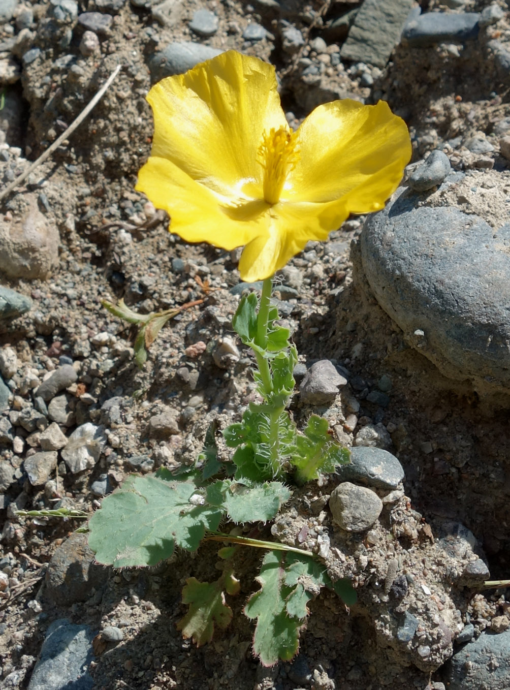 Изображение особи Glaucium fimbrilligerum.