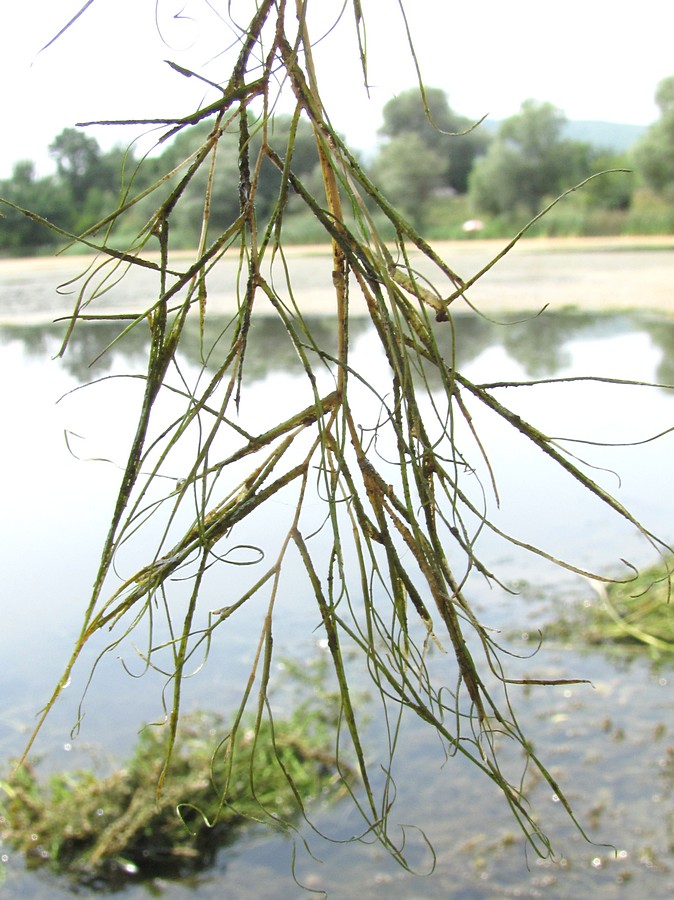 Изображение особи Potamogeton pectinatus.