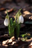 Galanthus plicatus